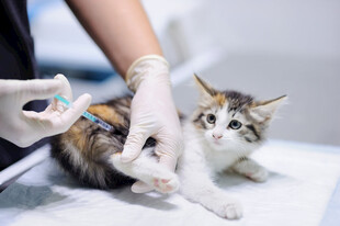 猫咪接受兽医注射