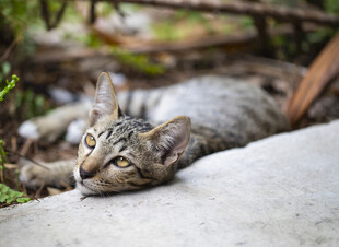 慵懒小猫惬意趴卧