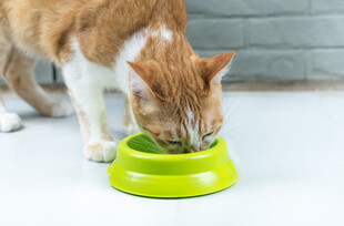 橘猫进食绿色碗中食物