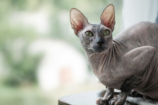 无毛猫趴在窗台好奇张望