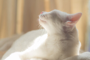 仰头的白色猫咪