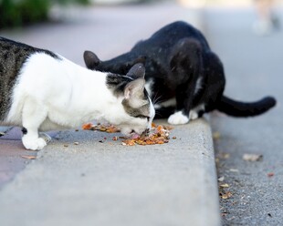 两只猫咪在进食