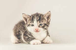 可爱小奶猫趴坐