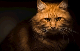 长毛橘猫的专注瞬间