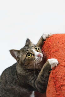 猫咪扒在橙色物体上张望