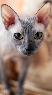 无毛猫特写