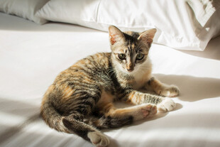 床上可爱小猫咪