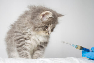小猫面对注射器显紧张