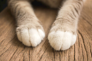 猫咪可爱的毛茸茸小爪子