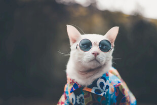 时尚猫咪戴墨镜穿花衣