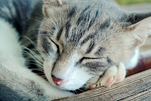 熟睡的小猫咪