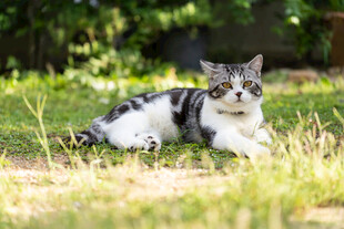 草地上的可爱猫咪