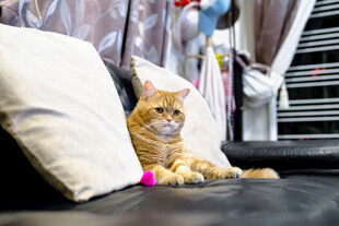 橘猫慵懒躺沙发