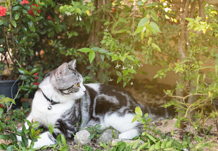 花园中休憩的可爱猫咪