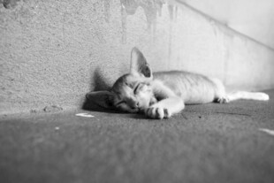 路边酣睡的猫咪