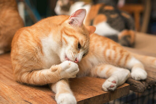 橘猫惬意舔爪瞬间