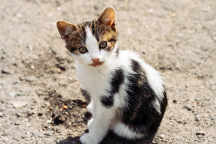 黑白花小猫蹲坐于地面
