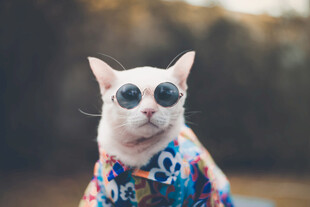 戴墨镜穿花衣的时尚猫咪