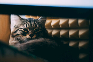 慵懒猫咪卧于沙发角落