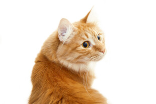 可爱橘猫转头瞬间