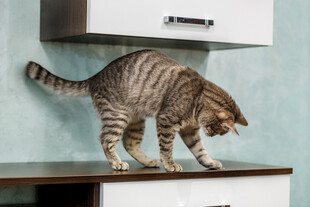 柜台上好奇探索的猫咪