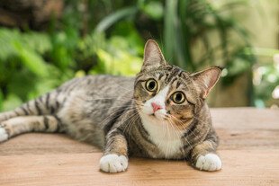 可爱猫咪趴木桌