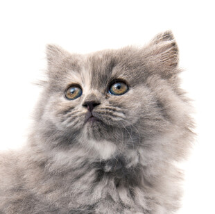 可爱灰毛小猫抬头凝望