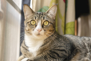 窗边萌猫
