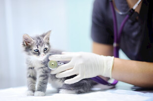 小猫接受兽医检查