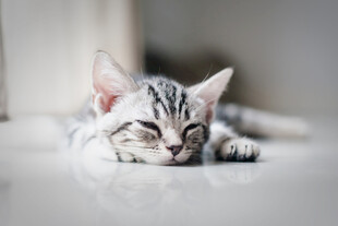 熟睡的可爱条纹小猫咪