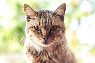 阳光下的可爱斑纹猫咪
