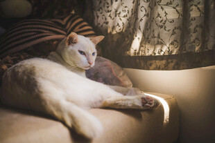 阳光下慵懒躺卧的猫咪