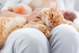 猫咪惬意躺于主人腿上