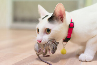 小猫叼着玩具鼠玩耍