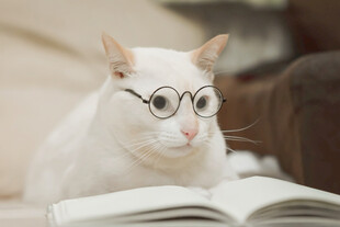 戴眼镜猫咪专注看书