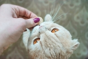 手抚猫咪脸