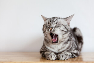 打哈欠的可爱条纹猫咪