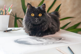 黑猫趴桌伴绘画工具