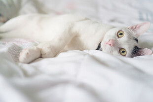 猫咪惬意躺卧在柔软床铺