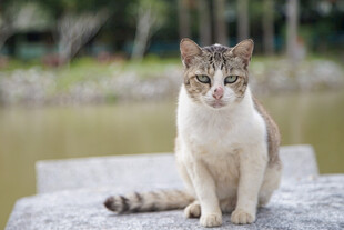 石上猫咪悠然惬意模样