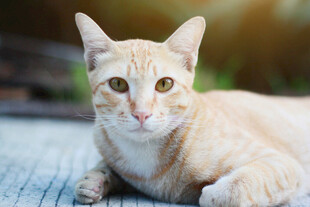 橘猫趴卧眼神明亮可爱