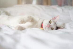 慵懒猫咪惬意躺卧床上