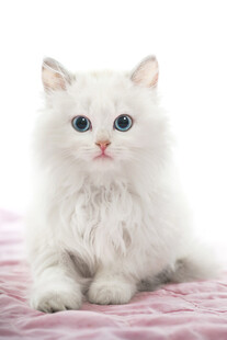 白色萌猫趴于粉色垫子上