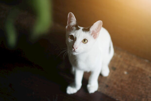 白色猫咪专注凝视瞬间