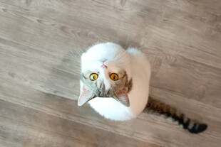 猫咪躲纸箱好奇张望