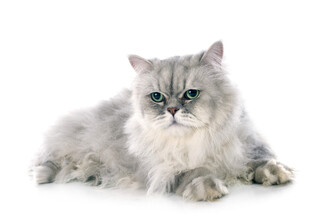 银白长毛猫优雅趴卧