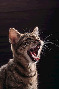 张嘴打哈欠的可爱猫咪