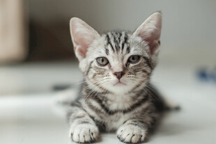 可爱小猫咪趴在地面