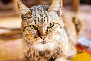 可爱猫咪趴地眼神灵动