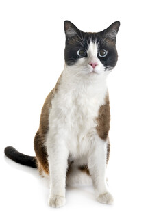 三色猫端坐